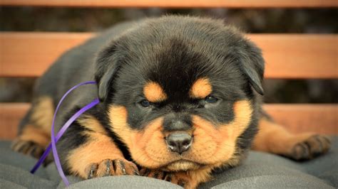 rottweiler puppies for sale raleigh nc|german rottweiler breeders near me.